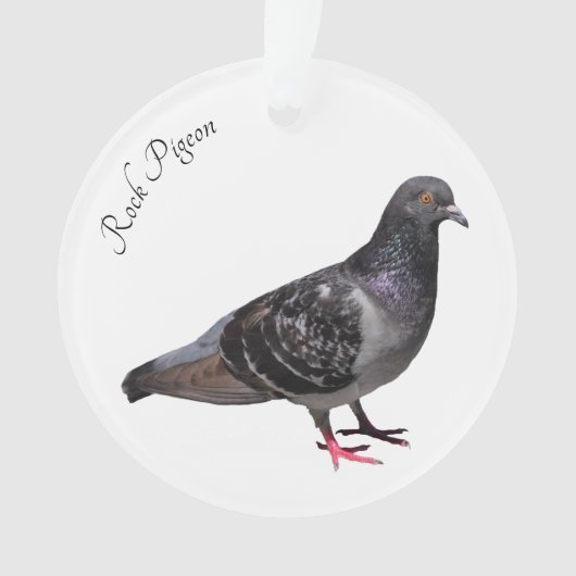 Rock Pigeon Ornament (voorkant)