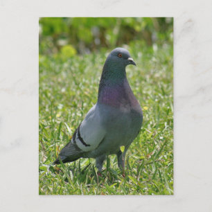 Rock Pigeon Photo Briefkaart
