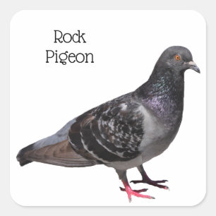 Rock Pigeon Vierkante Sticker
