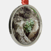 Rock plantte en deed het goed. :) #succulent metalen ornament (Rechts)