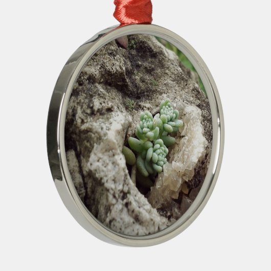 Rock plantte en deed het goed. :) #succulent metalen ornament (Rechts)