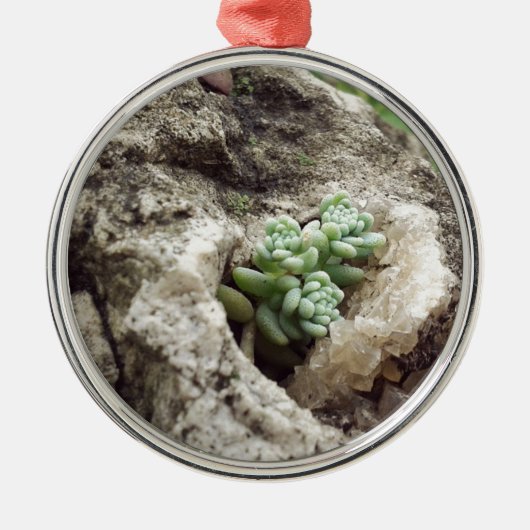Rock plantte en deed het goed. :) #succulent metalen ornament (Voorkant)