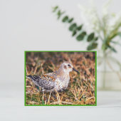 Rock sandpiper briefkaart (Staand voorkant)