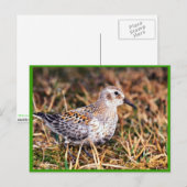 Rock sandpiper briefkaart (Voorkant / Achterkant)