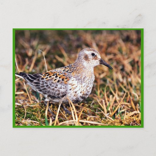 Rock sandpiper briefkaart (Voorkant)
