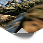 Rock Sandpiper Flock Poster (Hoek)