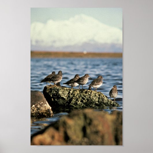 Rock Sandpiper Flock Poster (Voorkant)
