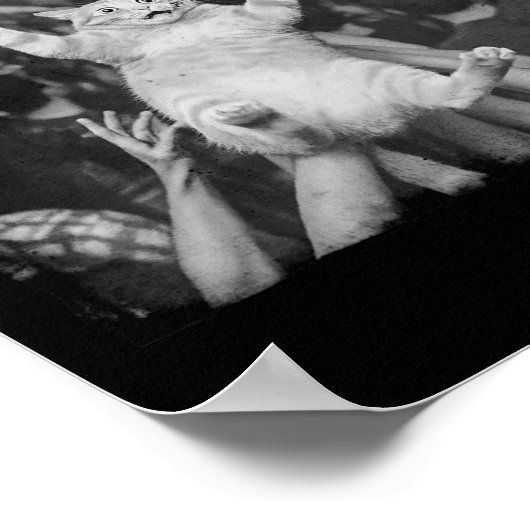 Rock Show Cat Meme Funny Humor Tabby Cat Crowd Sur Poster (Hoek)