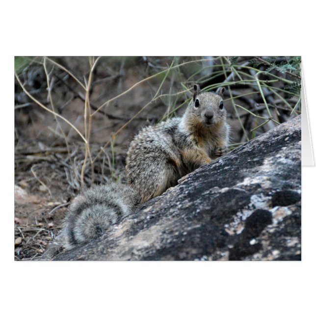 Rock Squirrel (Voorkant Horizontaal)