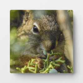 Rock Squirrel Desktop Plaque Fotoplaat