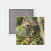 Rock Squirrel Magnet (Voorkant / Achterkant)