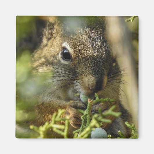 Rock Squirrel Magnet (Voorkant)