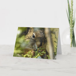 Rock Squirrel Notecard Kaart