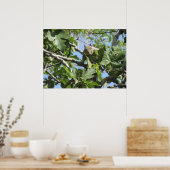 Rock Squirrel Poster (Keuken)