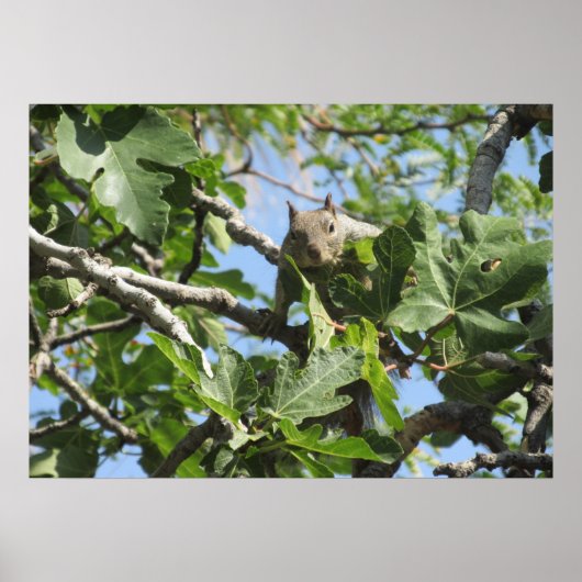 Rock Squirrel Poster (Voorkant)