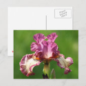 "Rock Star" Iris fotografie Briefkaart (Voorkant / Achterkant)