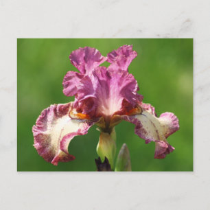 "Rock Star" Iris fotografie Briefkaart
