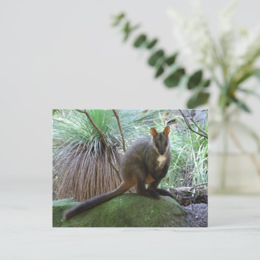 Rock Wallaby Briefkaart (Staand voorkant)
