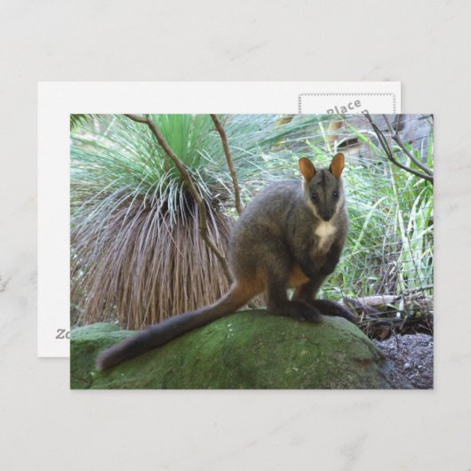 Rock Wallaby Briefkaart (Voorkant / Achterkant)