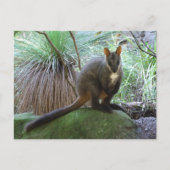 Rock Wallaby Briefkaart (Voorkant)