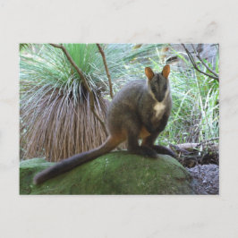 Rock Wallaby Briefkaart