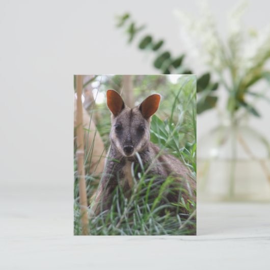 Rock Wallaby briefkaarten (Staand voorkant)