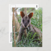 Rock Wallaby briefkaarten (Voorkant / Achterkant)