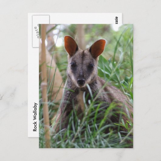 Rock Wallaby briefkaarten (Voorkant / Achterkant)