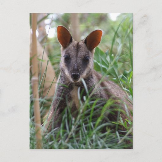 Rock Wallaby briefkaarten (Voorkant)