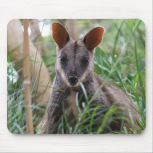 Rock Wallaby Muismat
