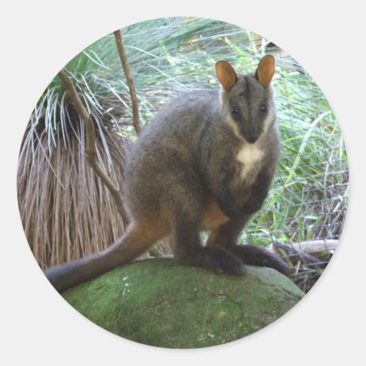Rock Wallaby Sticker (Voorkant)