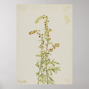 Rock Wormwood (Artemisia discolor) Poster