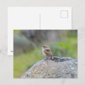 Rock Wren Briefkaart (Voorkant / Achterkant)