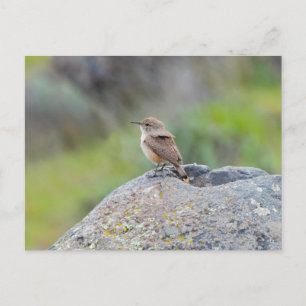 Rock Wren Briefkaart