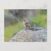 Rock Wren Briefkaart (Voorkant)