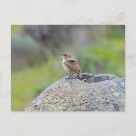 Rock Wren Briefkaart