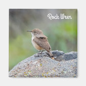Rock Wren Magneet (Voorkant)