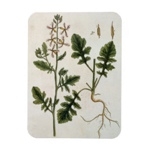 Rocket, bord 242 uit 'A Curious Herbal', publiceer Magneet