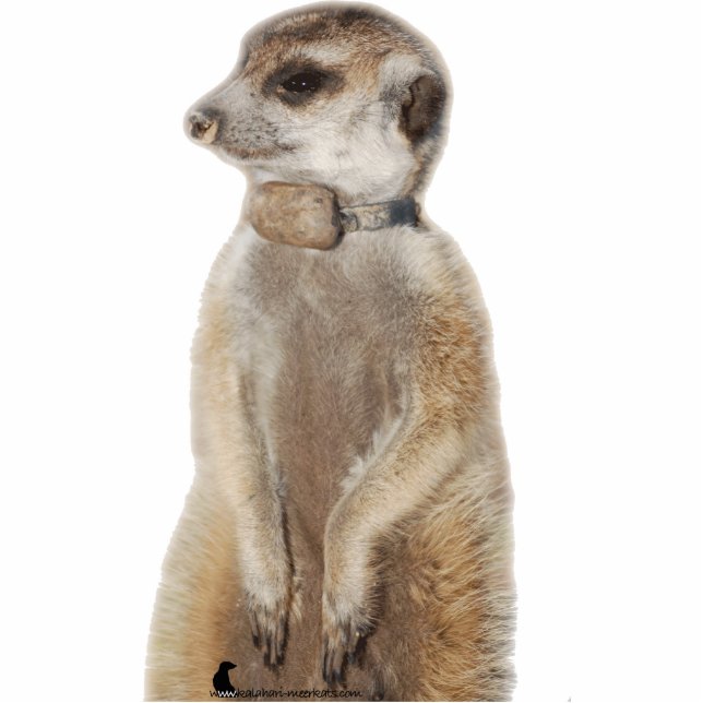 Rocket Dog - Fotosculptuur Staand Fotobeeldje (Voorkant)