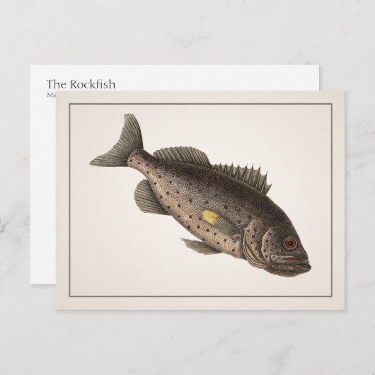 Rockfish Briefkaart - Style I (Voorkant / Achterkant)
