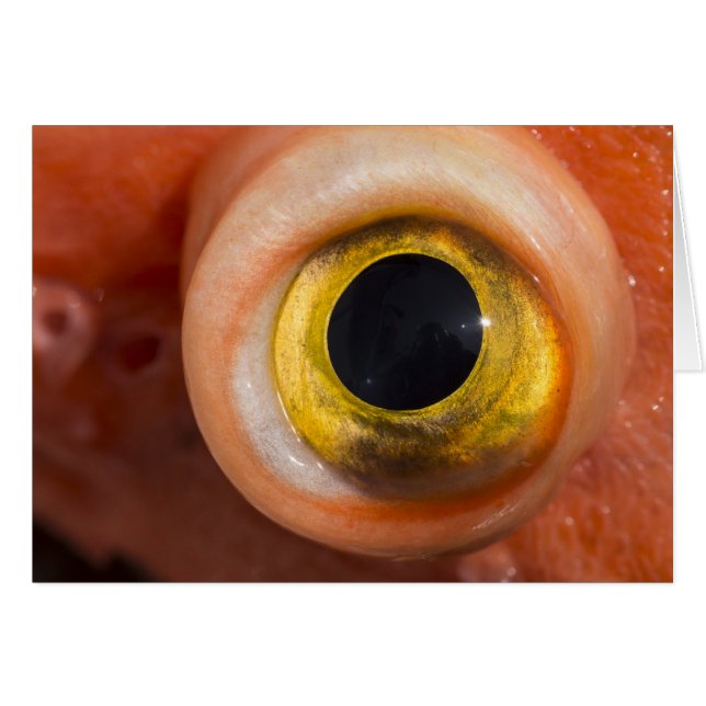 Rockfish Eye (Voorkant Horizontaal)