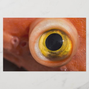 Rockfish Eye Briefpapier