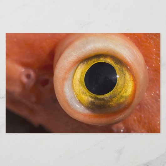 Rockfish Eye Briefpapier (Voorkant)
