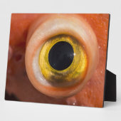 Rockfish Eye Fotoplaat (Zijkant)