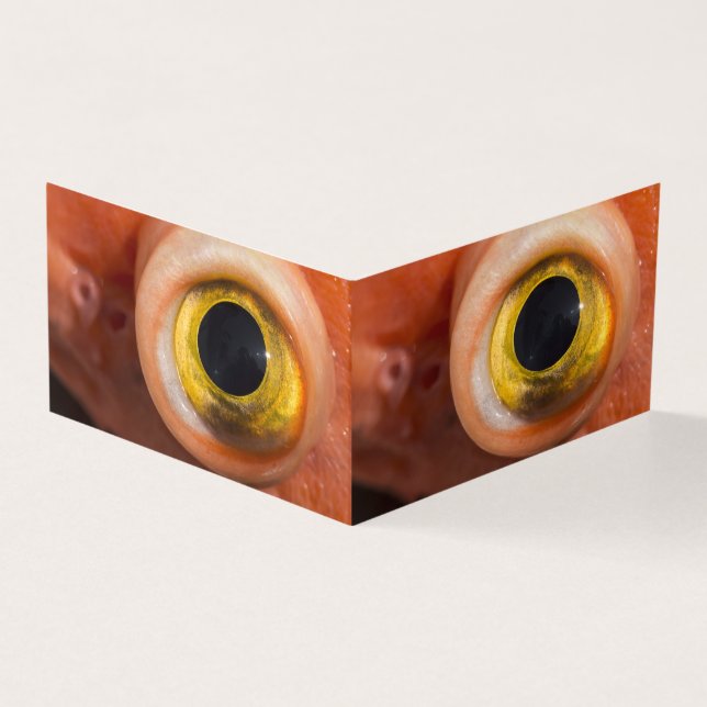 Rockfish Eye Kaart (Buitenkant)