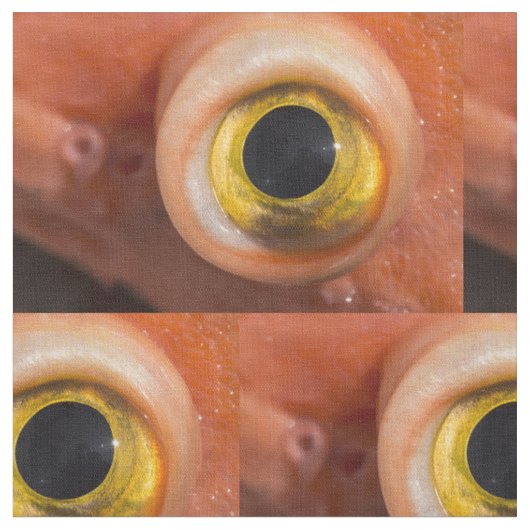 Rockfish Eye Stof (Close Up)