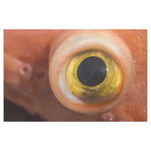 Rockfish Eye Stof (Yard (91,4 cm))