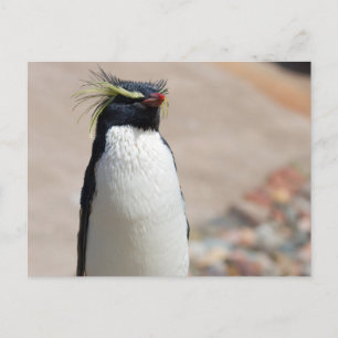 Rockhopper Penguin briefkaart