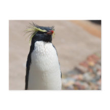 Rockhopper Penguin briefkaart