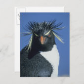 Rockhopper Penguin (Eudyptes chrysocome) Briefkaart (Voorkant / Achterkant)